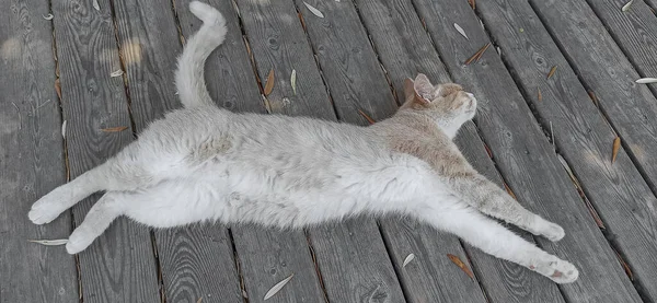 Cat Light Fur Lies Wooden Floor — Stockfoto