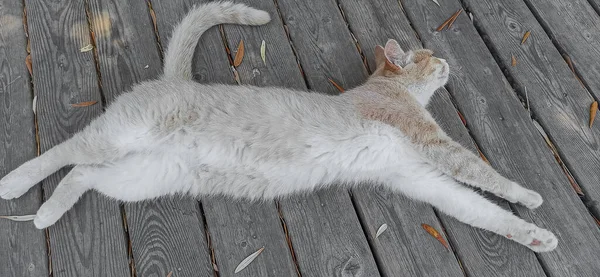 Cat Light Fur Lies Wooden Floor — Fotografia de Stock