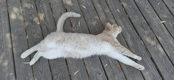 Cat Light Fur Lies Wooden Floor — Stockfoto