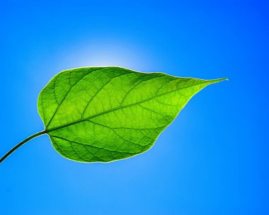Green bright leaf on background of blue sky shines through the sun