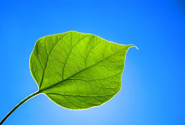 Green bright leaf on background of blue sky shines through the sun