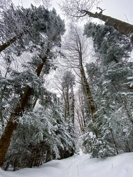 Високі Ялинки Сніжному Зимовому Лісі — стокове фото