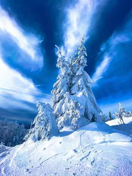 Snow Covered Christmas Trees Mountains Deep Snow Mountain Tops — Fotografia de Stock