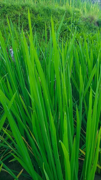 Growing rice in China. View of sprouted green stalks of rice in water with dew drops.