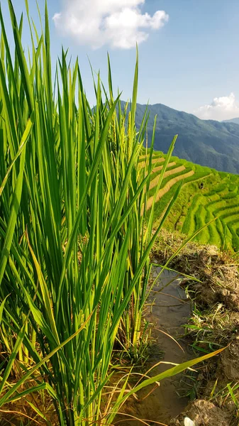 Growing rice in China. View of sprouting green stalks of rice in water against mountain landscape.