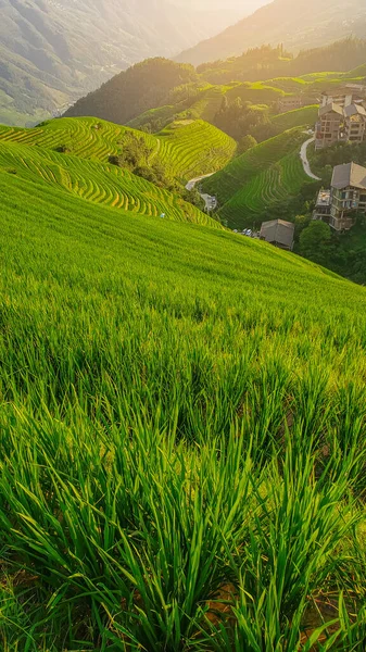 Rice fields in China. Close-up vertical photo of rice field. Background of magical mountains