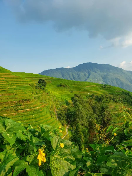 Rice fields in China. Photo of rice field. Background of magical mountains. Blue sky