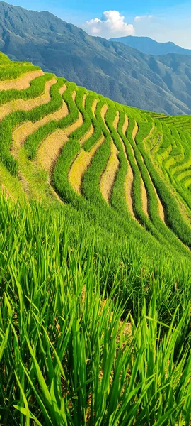 Rice fields in China. Close-up vertical photo of rice field. Background of magical mountains