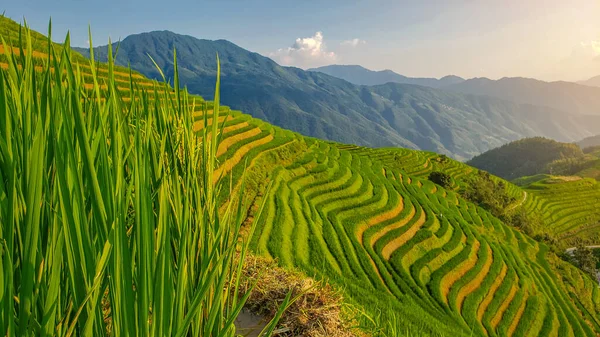 Rice fields in China. Close-up panoramic photo of rice field. Background of magical mountains