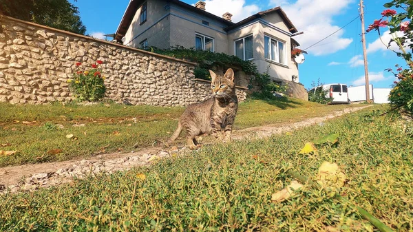 Domestic gray cat on road grass near the house
