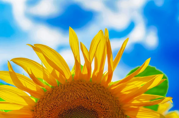 Sunflower flower on background of the blue sky