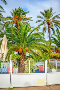 Sıcak dinlenme yeri ve yeşil palmiye yaprakları. Bulutlu gökyüzü. Tatil ve seyahat kavramı