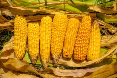 Yaprakların üzerine istiflenmiş taze sarı mısır koçanı kulakları