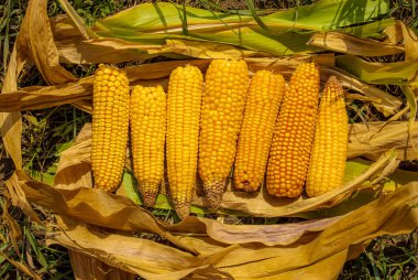 Yaprakların üzerine istiflenmiş taze sarı mısır koçanı kulakları