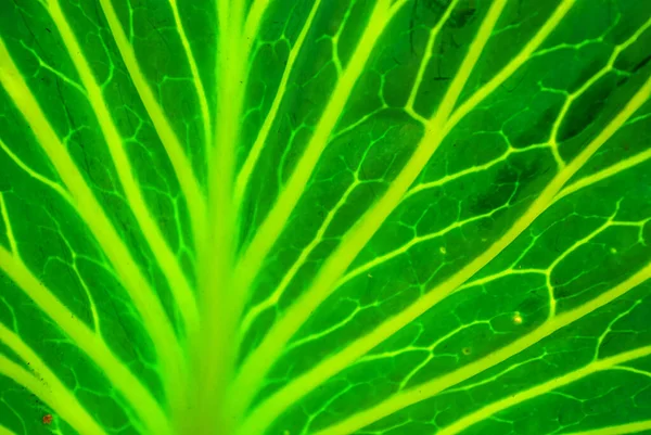 Зелений Лист Капусти Крупним Планом Освітлені Листяні Вени — стокове фото