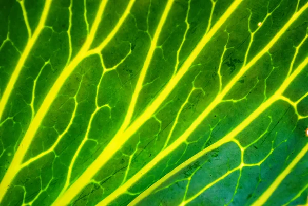 Zielony Liść Kapusty Bliska Oświetlone Żyły Liściaste — Zdjęcie stockowe