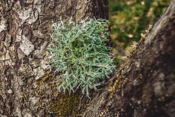 Evernia Plunastri Lichen Moss Tree Trunk — Stock Photo, Image