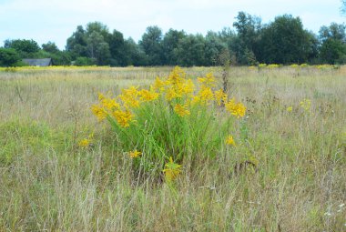 Solidago kanadensis bitkisi. Sarı çiçeklerle açan Kanadalı solidago, altın çubuk, çayırda kuru otlarla birlikte istilacı bir ot yetişiyor..