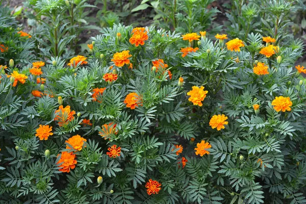 Tagetes Patula Czyli Francuska Roślina Nagietka Kwitnąca Obficie Pomarańczowymi Kwiatami — Zdjęcie stockowe