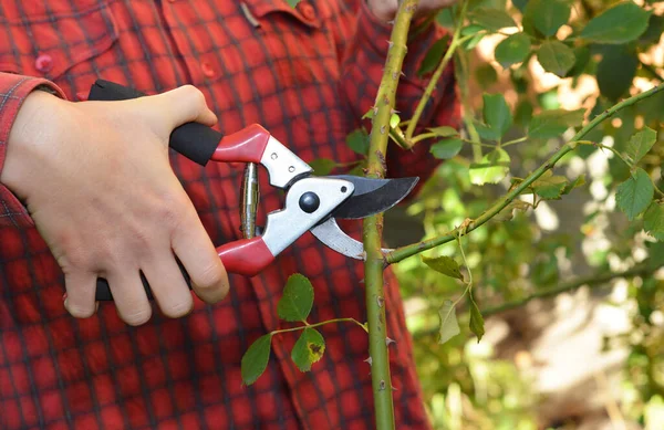 Proper rose pruning in summer. A gardener is cutting, pruning roses with sharp pruning shears at 45-degree angle to encourage more blooms.