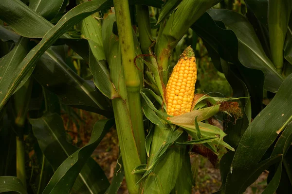 Csemegekukorica Érett Sárga Kukorica Fül Kukorica Növény Becslésére Jövőbeli Gabona — Stock Fotó