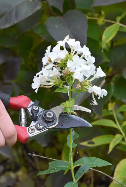 Deadheading Белый Многолетний Флокс Paniculata Садовый Флокс Panicled Высокий Флокс — стоковое фото