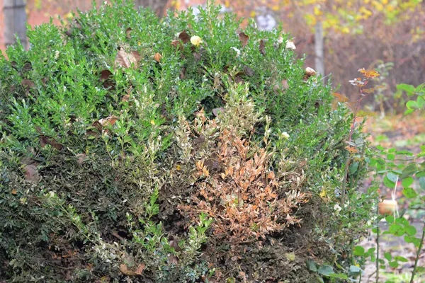 Boxwood Buxus Blight Sjukdom Eller Buxus Leafminer Spridning Stor Sjuk — Stockfoto