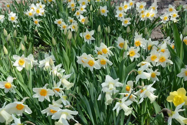 Frühling Narzissen Blumen Hintergrund Schöne Narzissen Narzissenblüten Mit Weißen Blütenblättern — Stockfoto