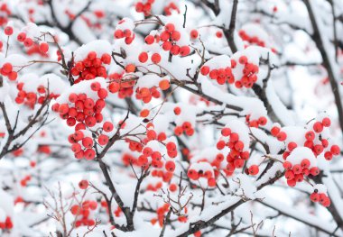 Kırmızı Rowan böğürtlenleri ve karlı kış arkaplanı. Kırmızı meyveleri karla kaplı bir Rowan ağacının dalları..