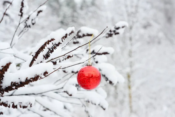 Zimowe Tło Czerwoną Ozdobą Świąteczną Czerwoną Bombką Wiszącą Gałęzi Drzewa — Zdjęcie stockowe