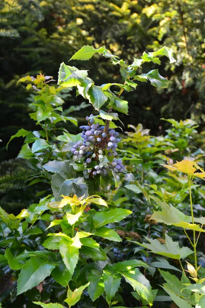 Een Close Van Een Groenblijvende Bloeiende Plant Mahonia Aquifolium Oregon — Stockfoto