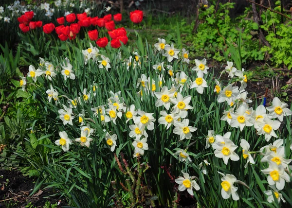 Charming Spring Flowers White Yellow Narcissus Daffodils Red Tulips Blooming — Foto de Stock