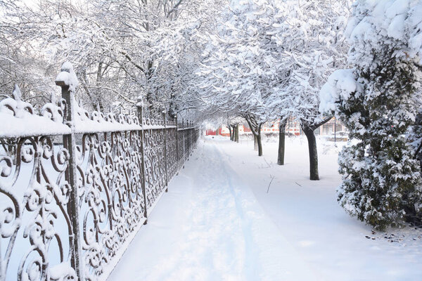 A beautiful winter scene in a town with a white footpath, parkway running along snow covered maple trees and a wrought iron fence.