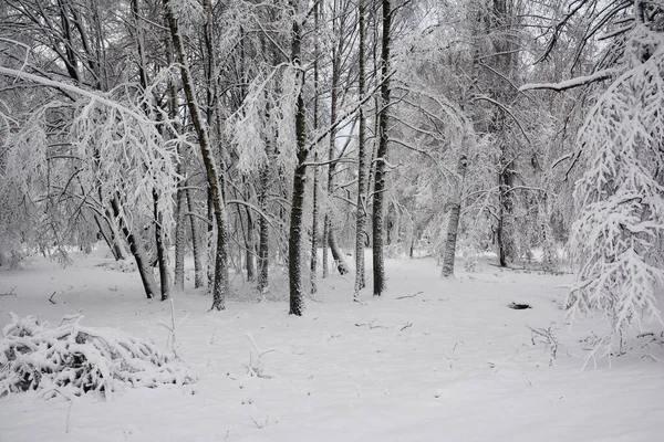 Scena Della Foresta Invernale Con Alberi Bianchi Ricoperti Neve Terreno — Foto Stock