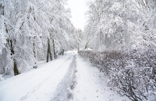 Beautiful Snow Scene Snowy Winter Park White Snow Covered Trees — Foto Stock