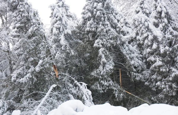 Snow Damaged Broken Thuja Arborvitae Trees Heavy Snow Storm Winter — Foto Stock