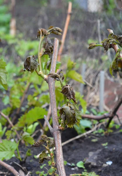 Gelo Primaverile Distrutto Vendemmia Danni Gelo Una Vite Vigneto Boccioli — Foto Stock