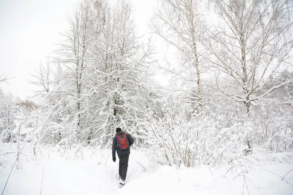 Bir adam kışın karlı ormanlarda yürüyor. Büyük bir kar yağışı sonrası karla kaplı beyaz ağaçlar..