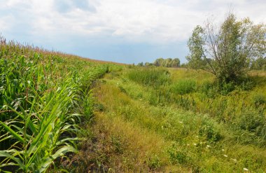 Sığ nehir kıyısına yakın bir mısır tarlası, koruma altındaki kıyı şeridi şeridi ve ekinlerin arasındaki mesafeyi düzenleyen doğa koruma yasalarının ihlali sonucu dar bir dereye dönüştü..