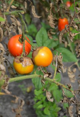Domates küflü küf hastalığı. Çürük domatesleri ve çürük yaprakları olan bir domates bitkisine yakın çekim. Küf hastalığına yakalanmış.. 