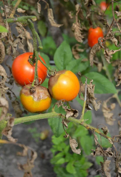 Tomato downy mildew disease. A close-up of a tomato plant with rotten tomatoes and dry leaves infected by downy mildew disease.