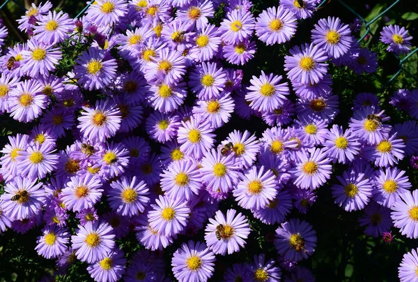 Фіолетові Багаторічні Квіти Айстр Медовими Бджолами Осінній Фон Квітів Айстр — стокове фото