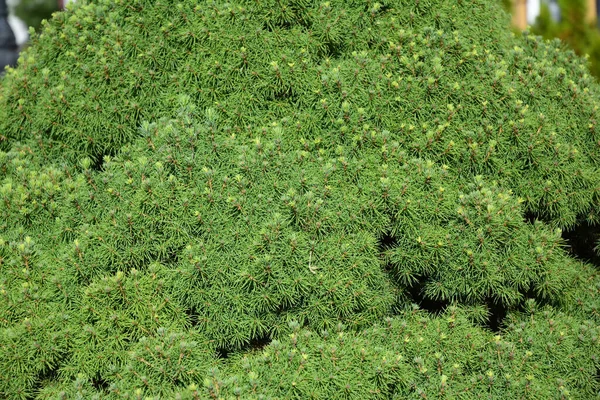 Picea Glauca Conica Abete Nano Alberta Abete Rosso Lussureggiante Sfondo — Foto Stock