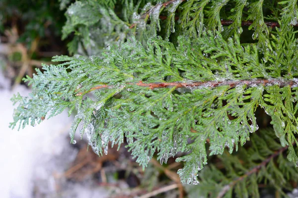 Zbliżenie Liści Thuja Liście Arborvitae Pokryte Lodem Mroźnym Deszczu Pogoda — Zdjęcie stockowe