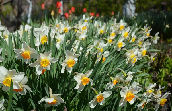 Viele Schöne Narzissen Narzissenblüten Blühen Frühling Narzissen Hintergrund — Stockfoto