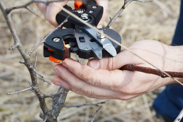 梨の接ぎ木 庭師は 新しい種類の梨を接ぎ木するためにプロの接ぎ木ツールを使用して 一般的な梨の若い木の根茎を切っています — ストック写真