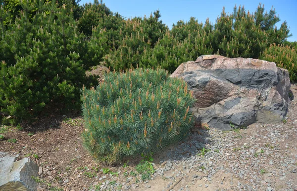 A mountain landscape design idea with a short pine, mugo pine shrub near a rock  surrounded with young mountain pine trees.