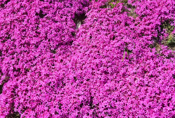 Φλοξ Subulata Σμαραγδένιο Ροζ Σέρνεται Φλοξ Φόντο Ένα Ροζ Χαλί — Φωτογραφία Αρχείου