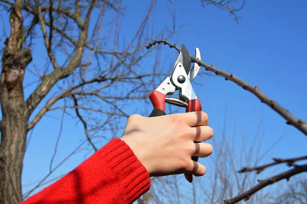Close Gardeners Hand Cutting Tree Branch Scion Graft Tree — стоковое фото