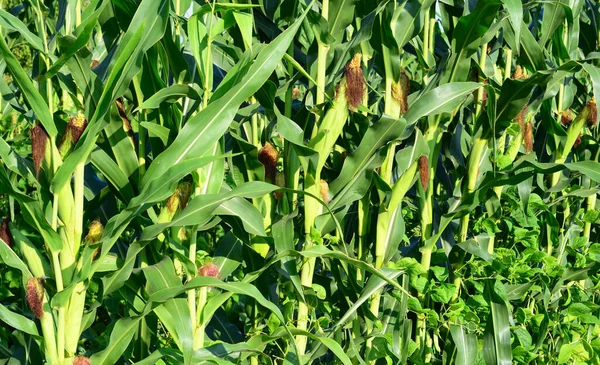 Growing corn and beans together. A close-up of a high-yield corn with many corn ears on one plant.